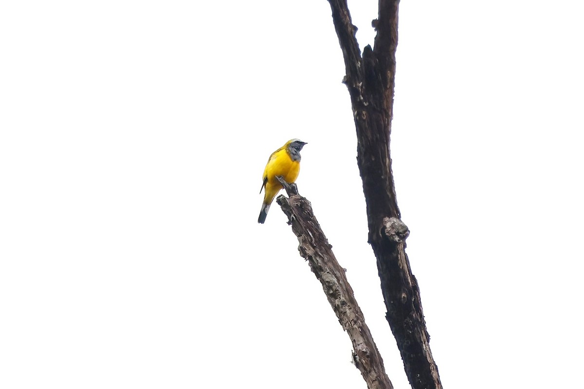 Golden Cuckooshrike - Marcin Sidelnik