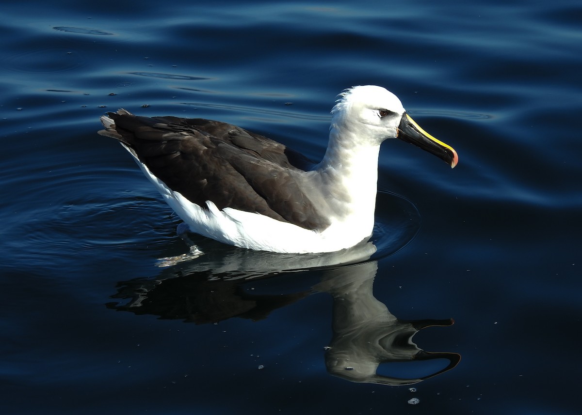 Atlantic Yellow-nosed Albatross - ML621813666