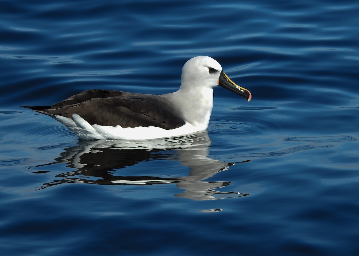 Atlantic Yellow-nosed Albatross - ML621813667