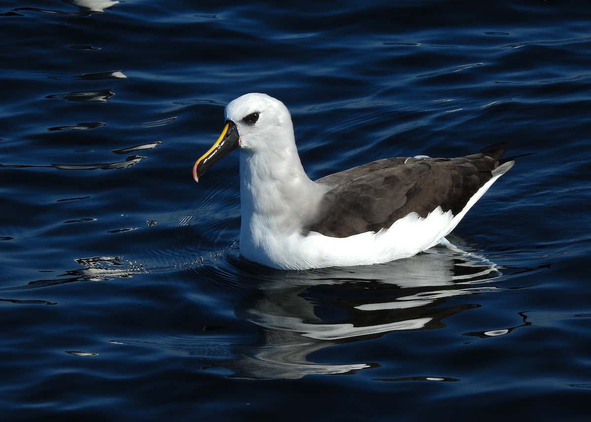 Atlantic Yellow-nosed Albatross - ML621813669