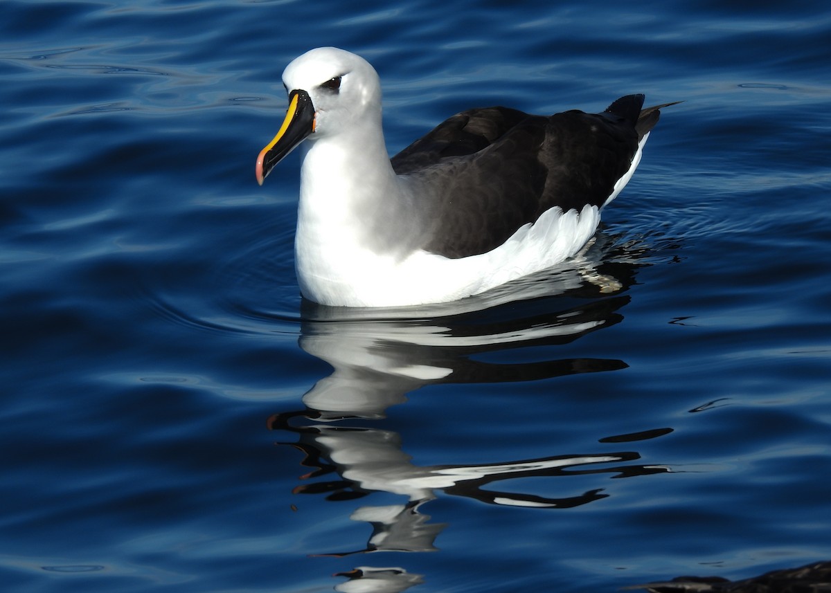 Atlantic Yellow-nosed Albatross - ML621813670