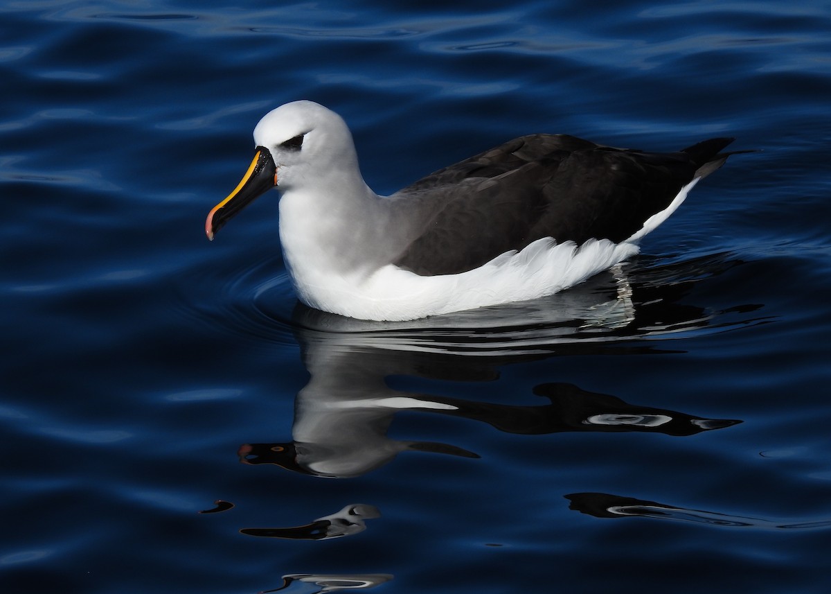 Atlantic Yellow-nosed Albatross - ML621813673