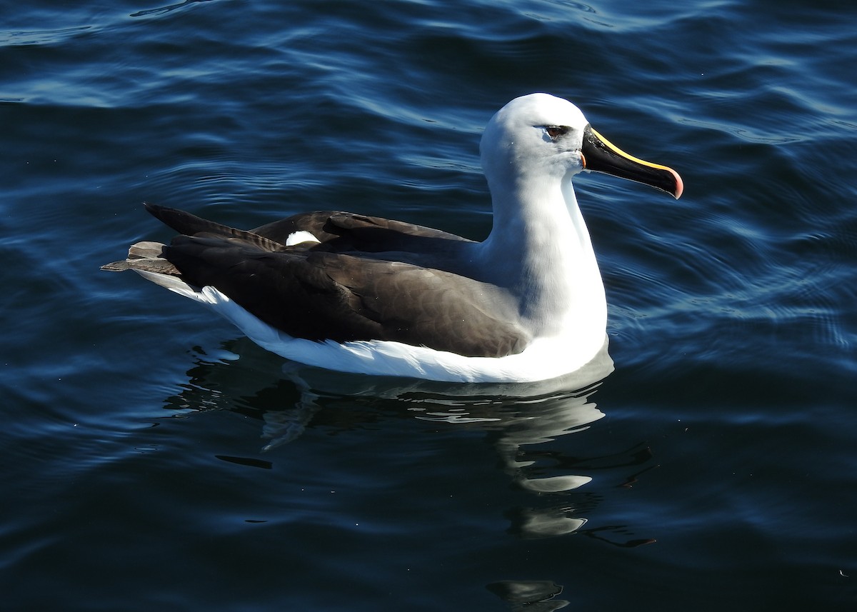 Atlantic Yellow-nosed Albatross - ML621813674