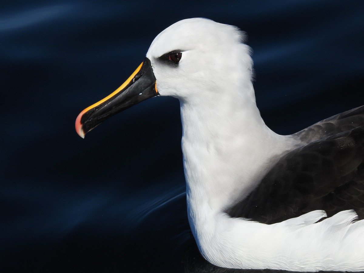 Atlantic Yellow-nosed Albatross - ML621813675