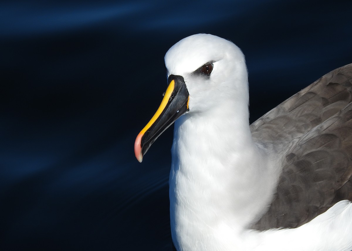 Atlantic Yellow-nosed Albatross - ML621813676