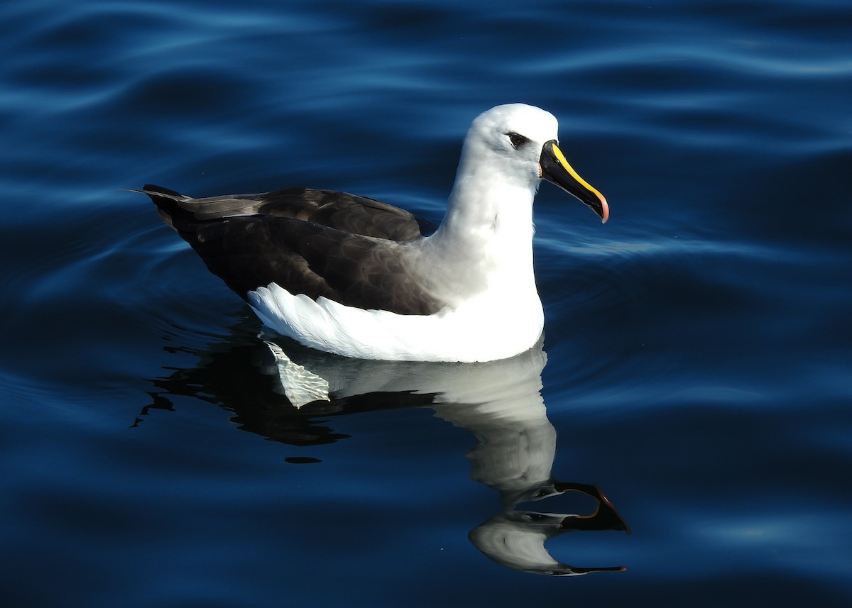 Atlantic Yellow-nosed Albatross - ML621813677