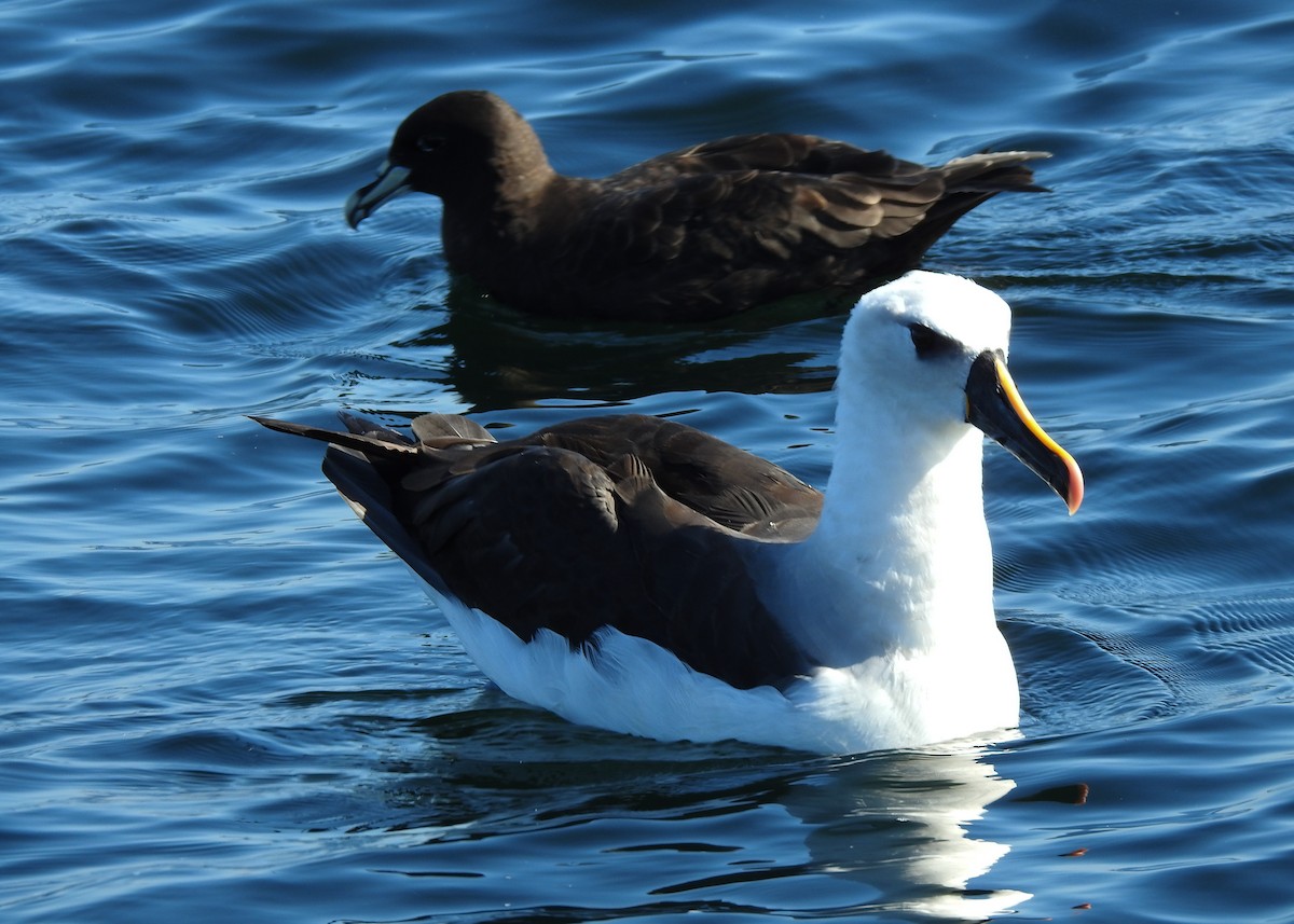 Atlantic Yellow-nosed Albatross - ML621813678