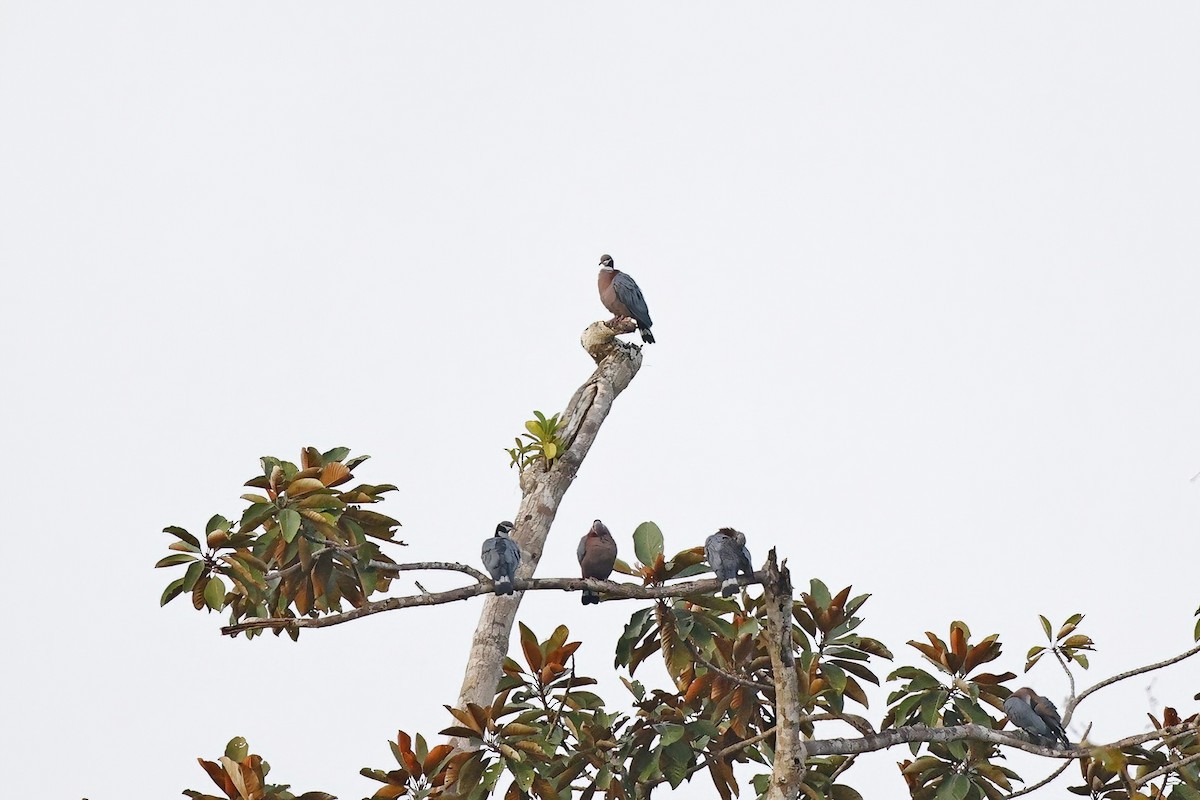 Collared Imperial-Pigeon - ML621813698