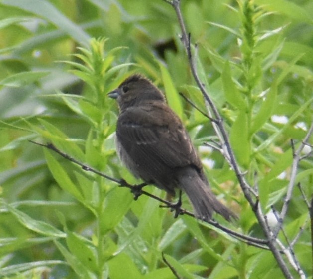 Indigo Bunting - ML621813705