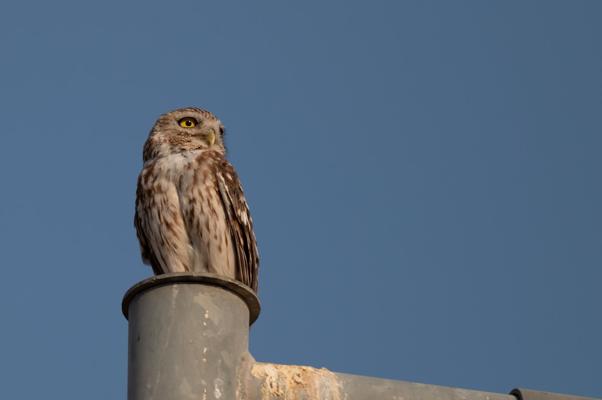 Little Owl - ML621813706