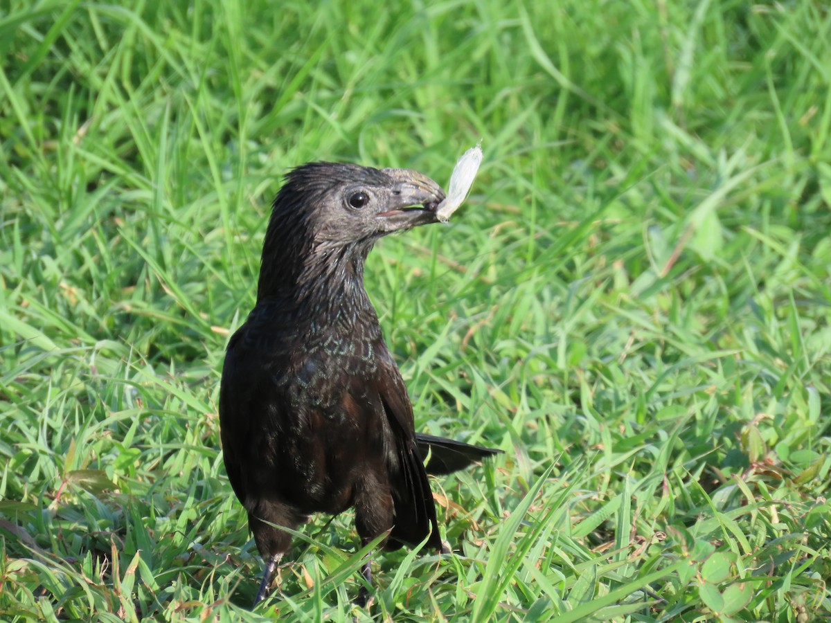 Groove-billed Ani - ML621813715