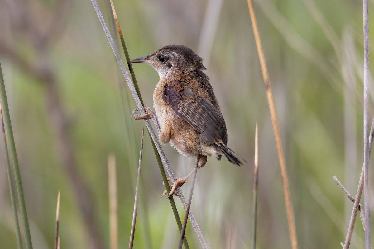 Marsh Wren - David Yeager