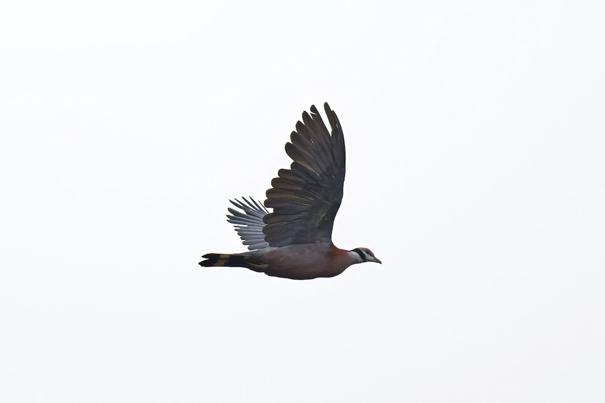 Collared Imperial-Pigeon - ML621813908