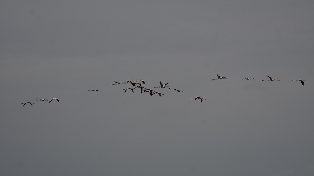 rosenflamingo - ML621813926