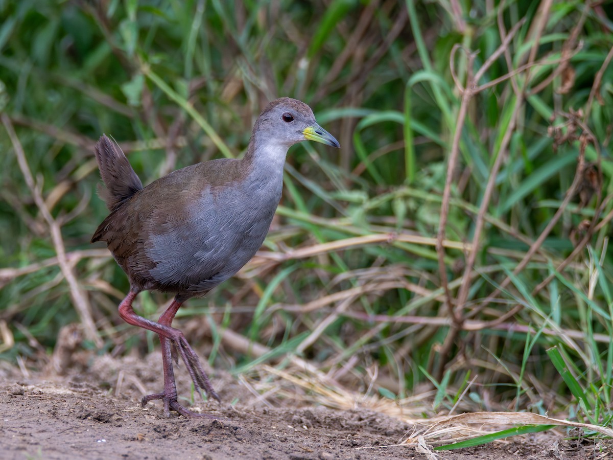 Brown Crake - ML621813937