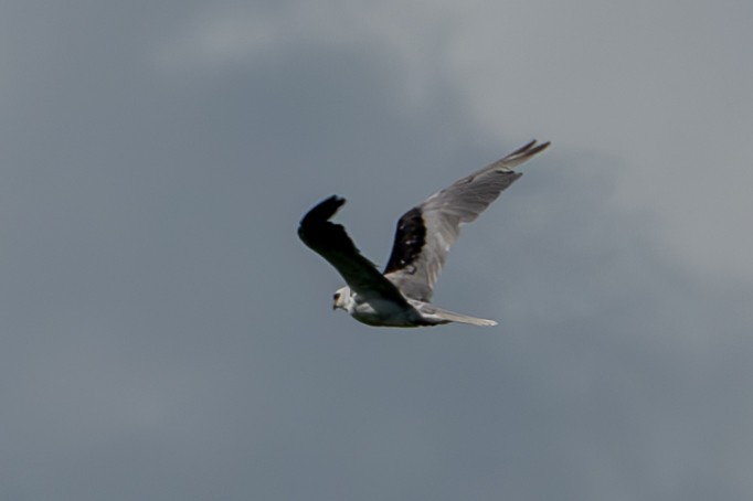 White-tailed Kite - ML621813947