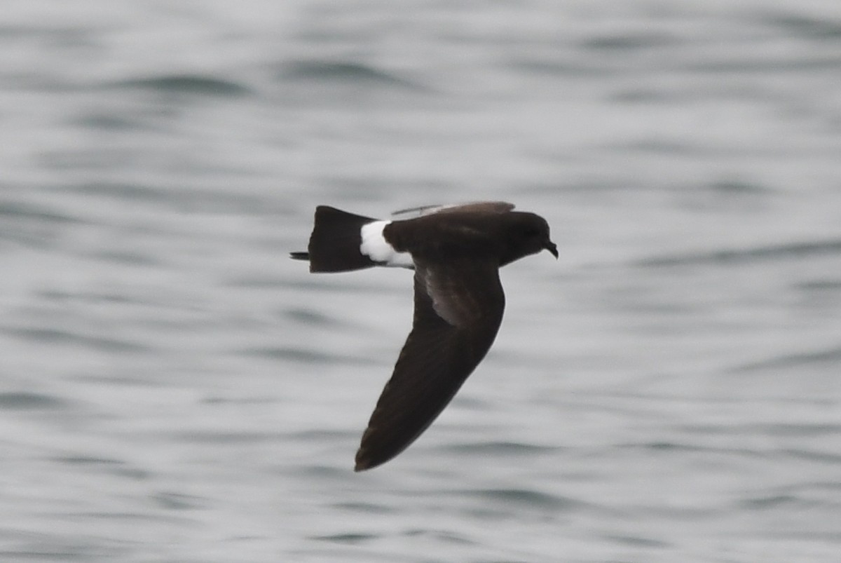 Wilson's Storm-Petrel - Miguel Arribas Tiemblo