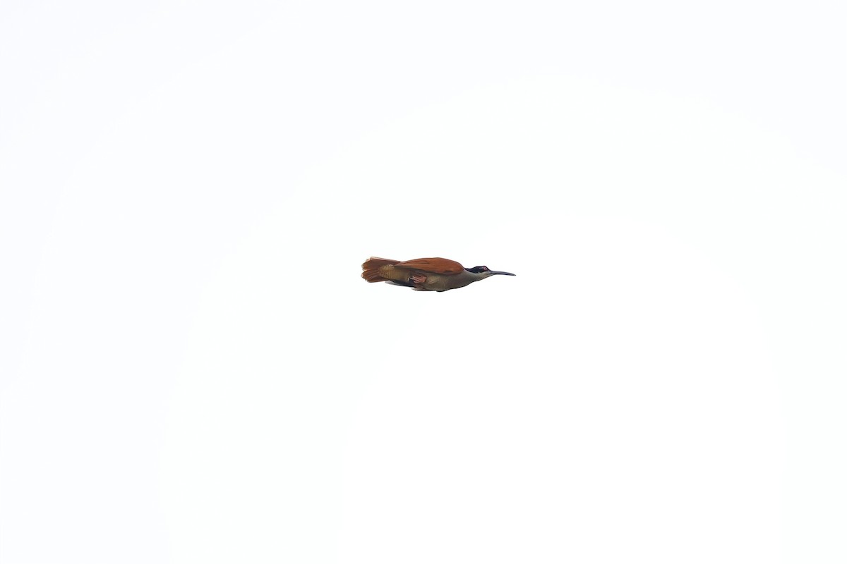 Twelve-wired Bird-of-Paradise - ML621814026