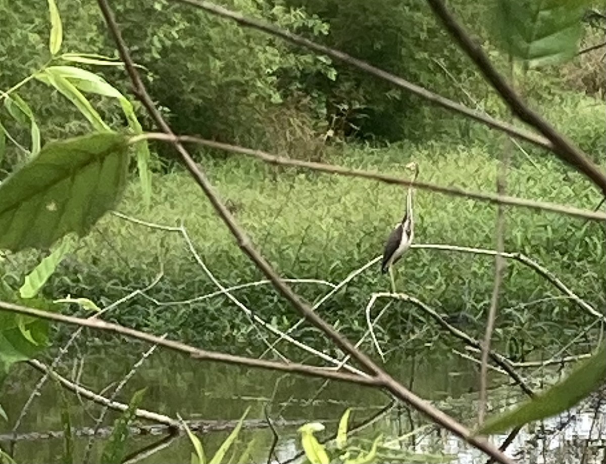 Tricolored Heron - ML621814043