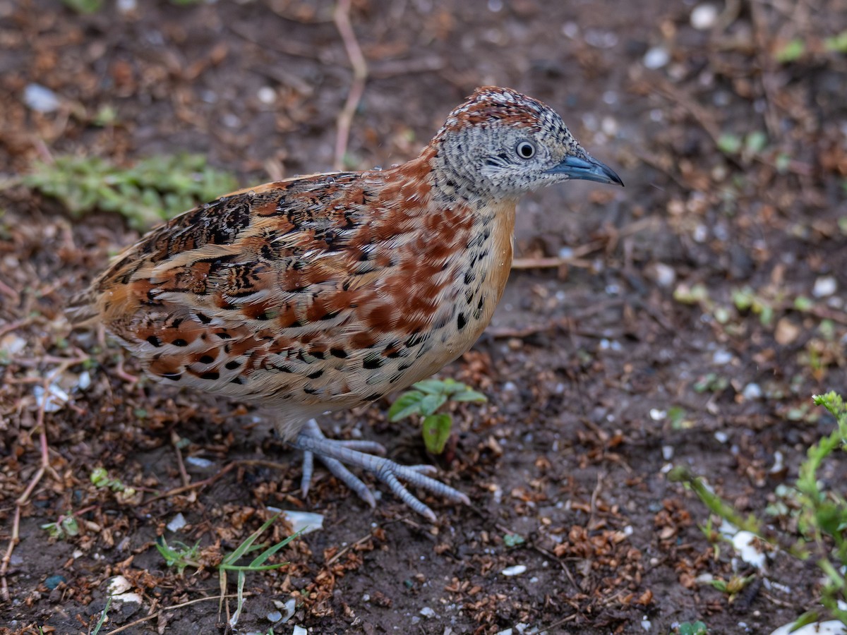 Small Buttonquail - ML621814063