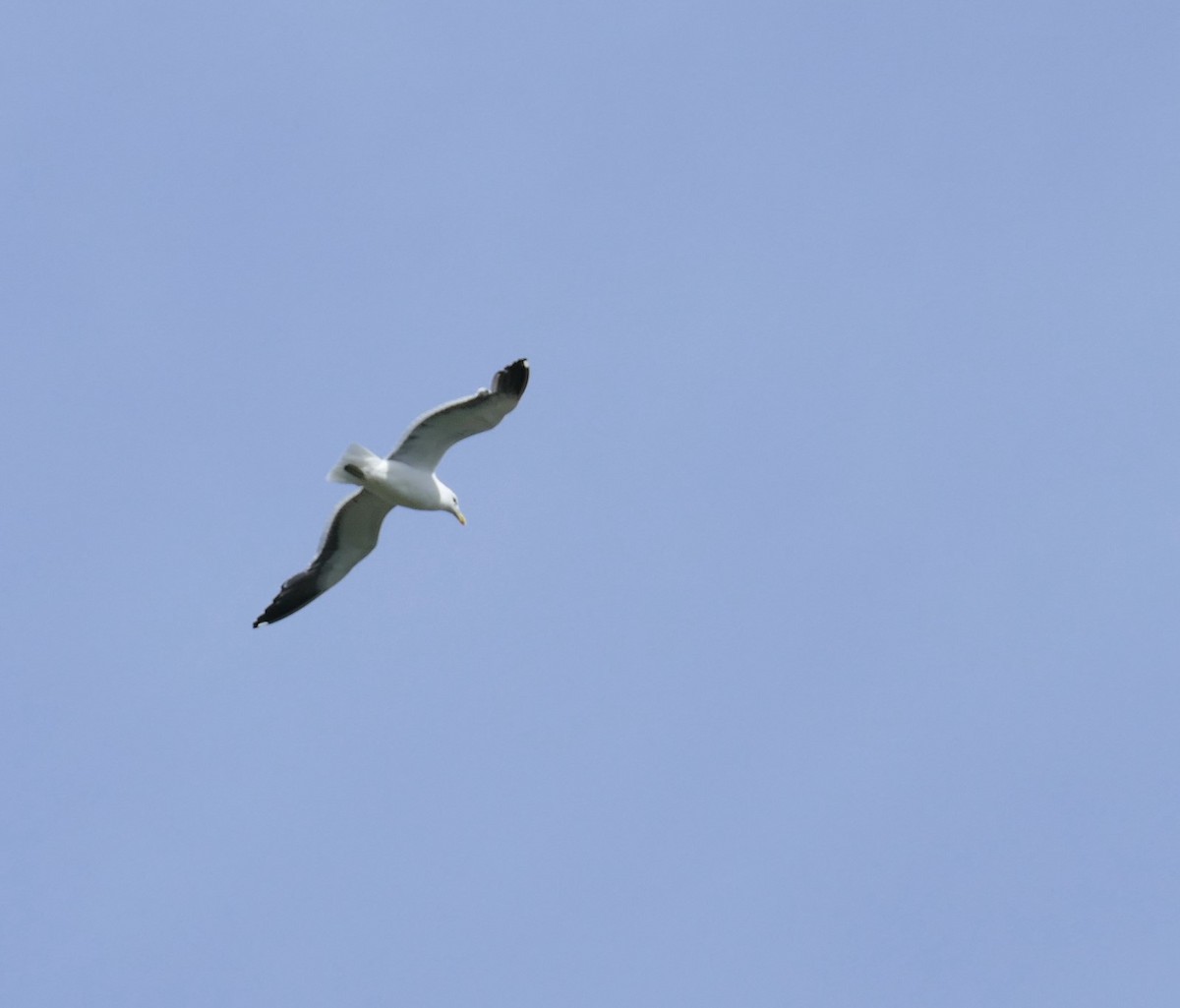 Gaviota Cocinera - ML621814066