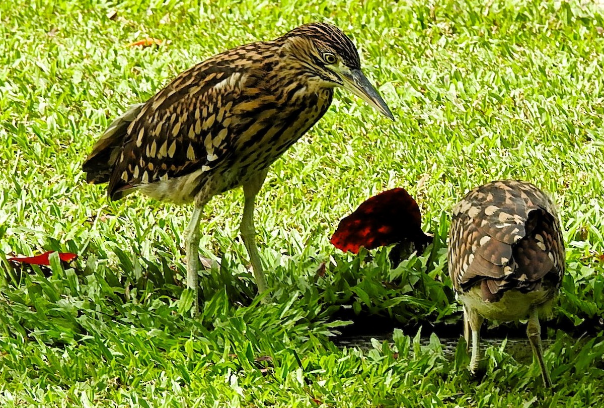 Nankeen Night Heron - ML621814077