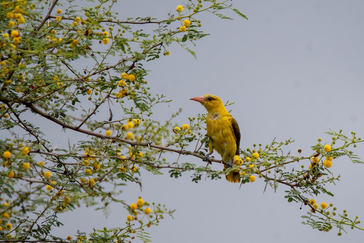 Indian Golden Oriole - Haemoglobin Dr