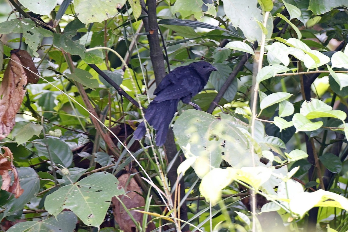 Lesser Black Coucal - ML621814095