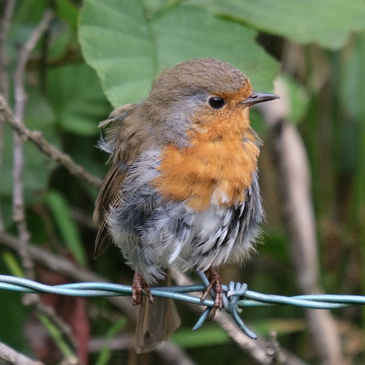 European Robin - ML621814147