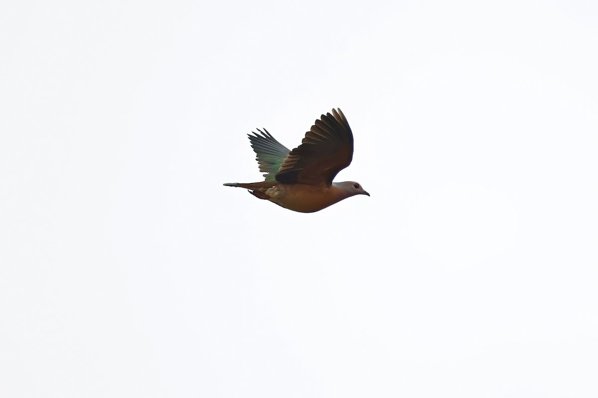 Purple-tailed Imperial-Pigeon - ML621814173