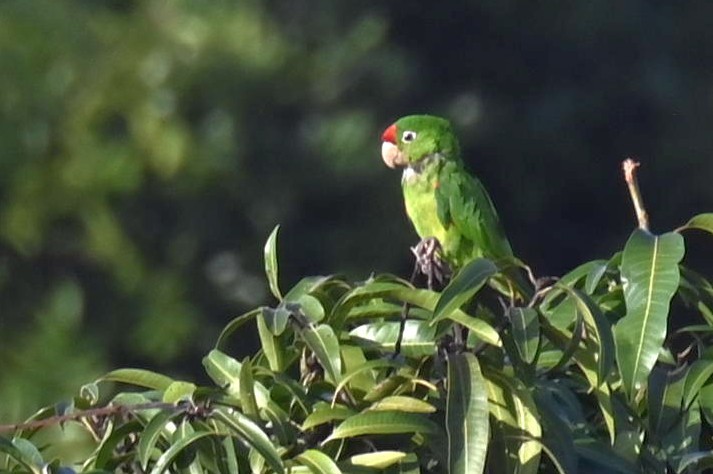 Crimson-fronted Parakeet - Carlos Jenkins