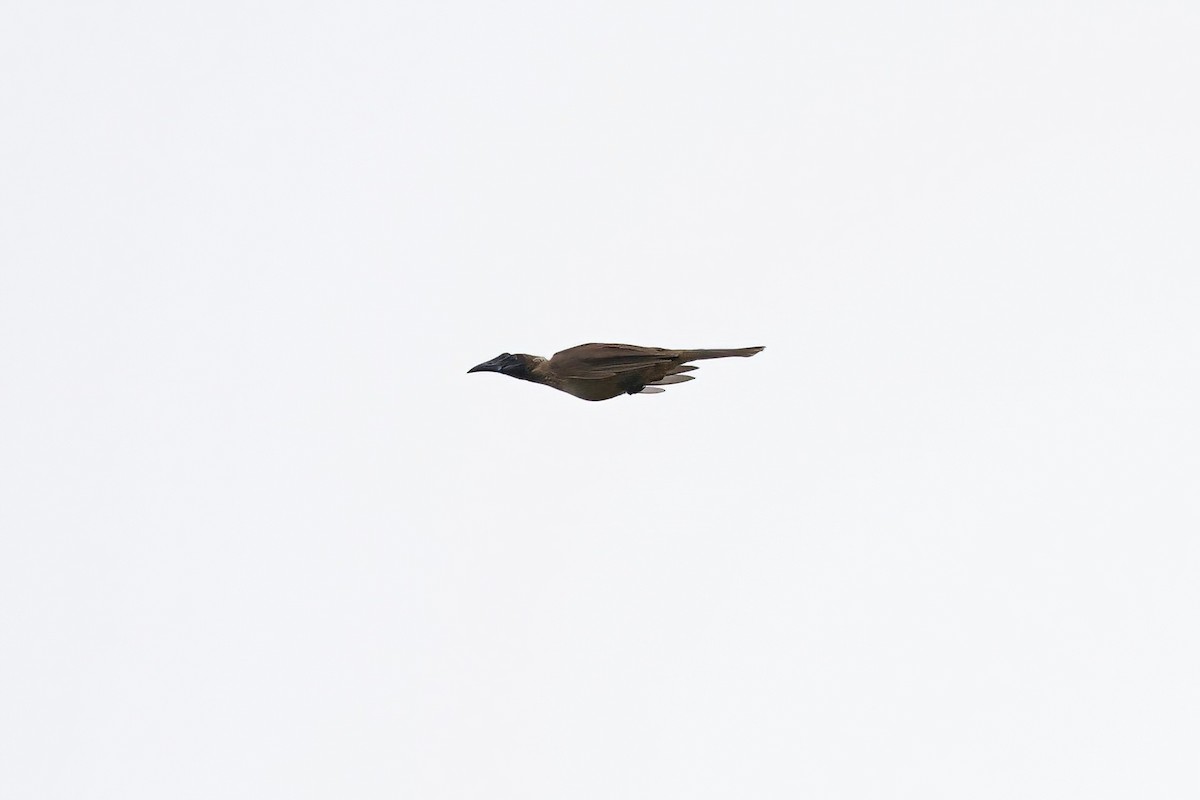 Helmeted Friarbird (New Guinea) - ML621814222