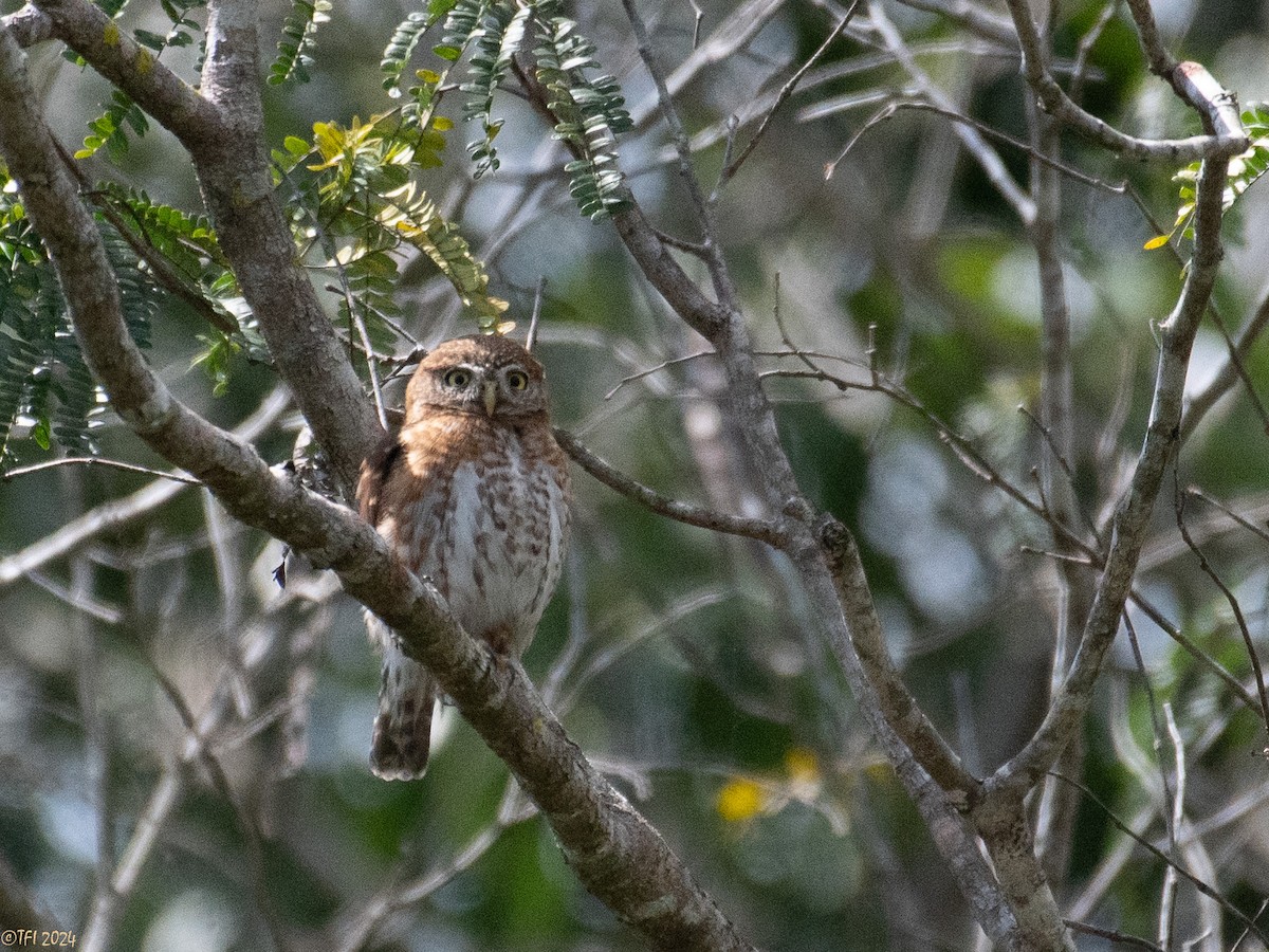 Cuban Pygmy-Owl - ML621814244