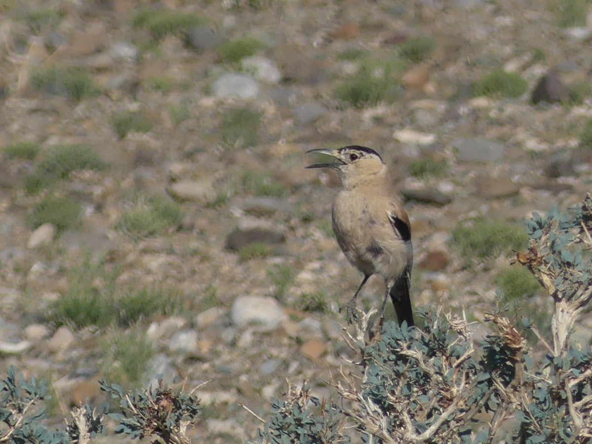 Mongolian Ground-Jay - Alain Sylvain