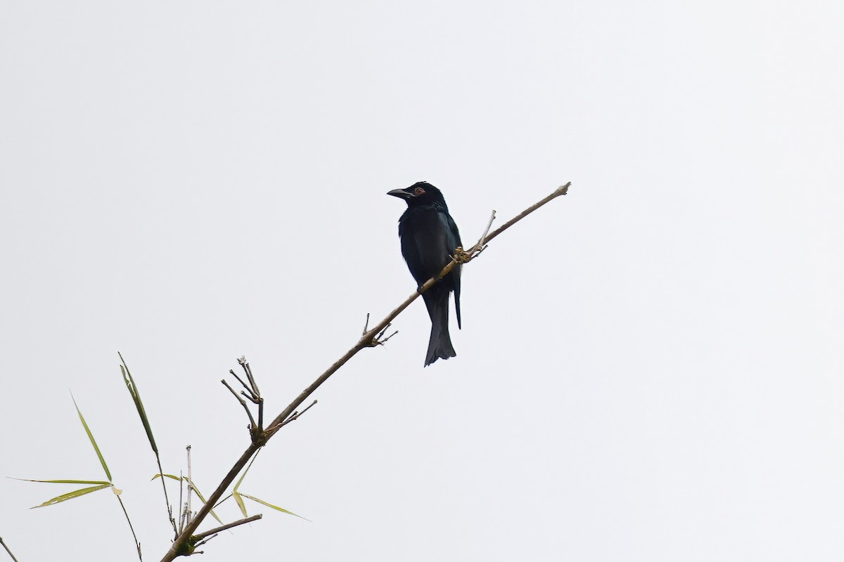 Spangled Drongo - ML621814270