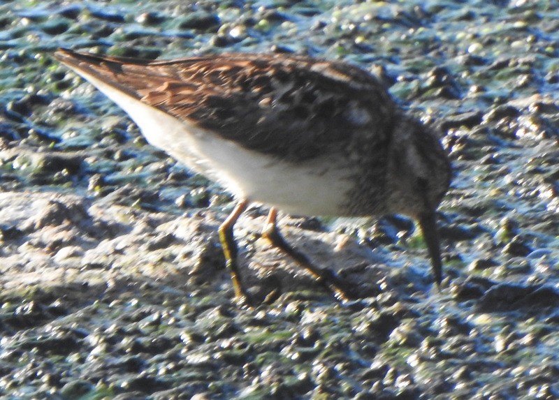 Least Sandpiper - Andy Frank