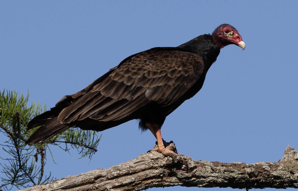 Turkey Vulture - ML621814307