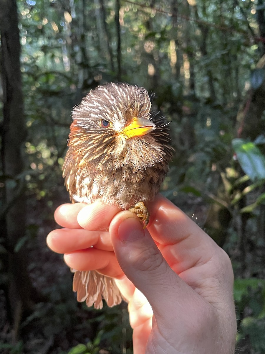 Semicollared Puffbird - ML621814310