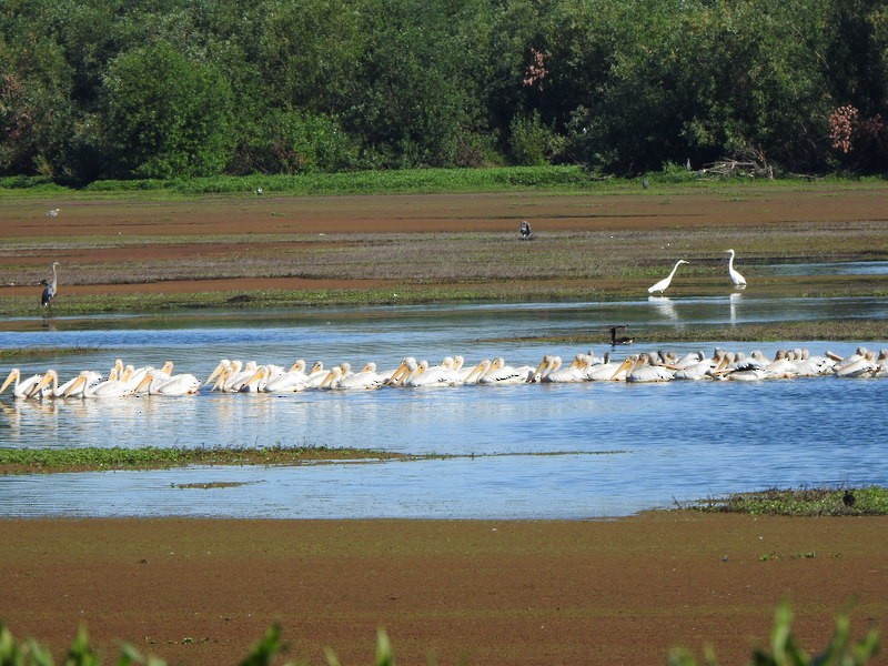 American White Pelican - ML621814312