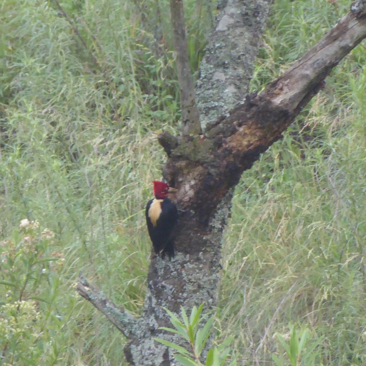 Cream-backed Woodpecker - ML621814318