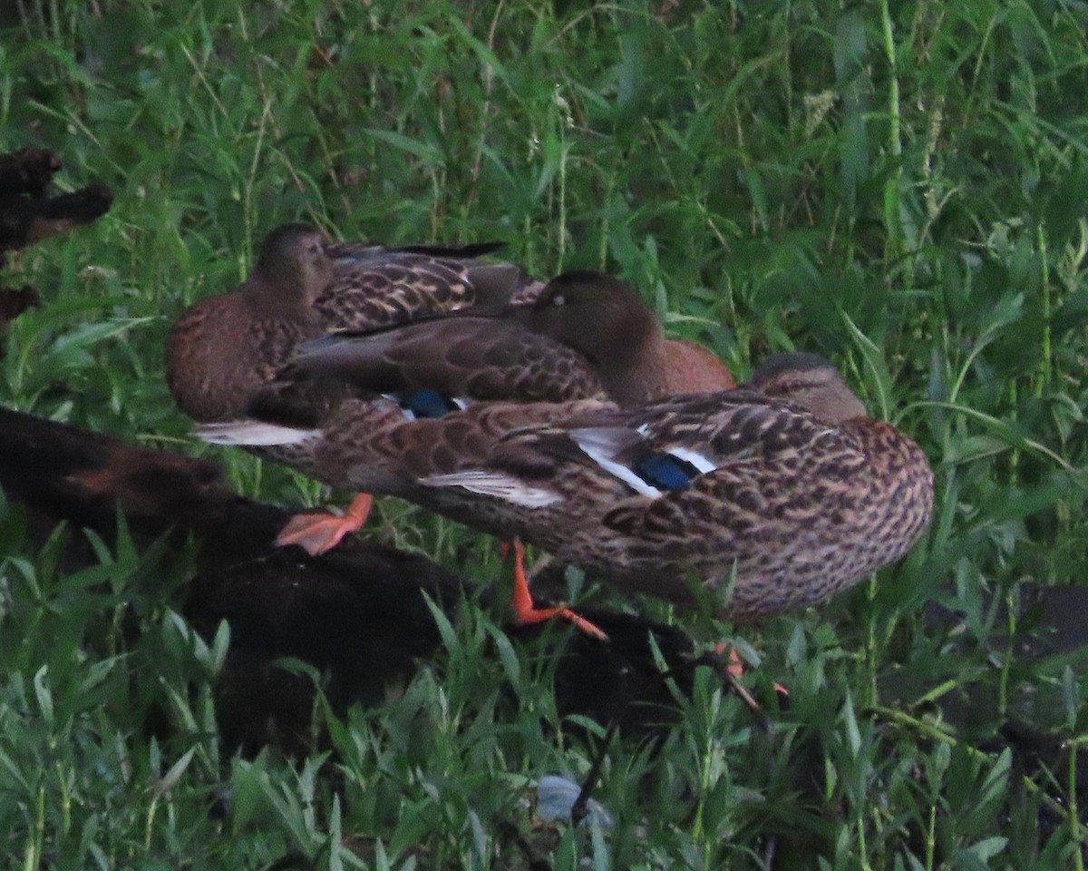 Mallard - ML621814341