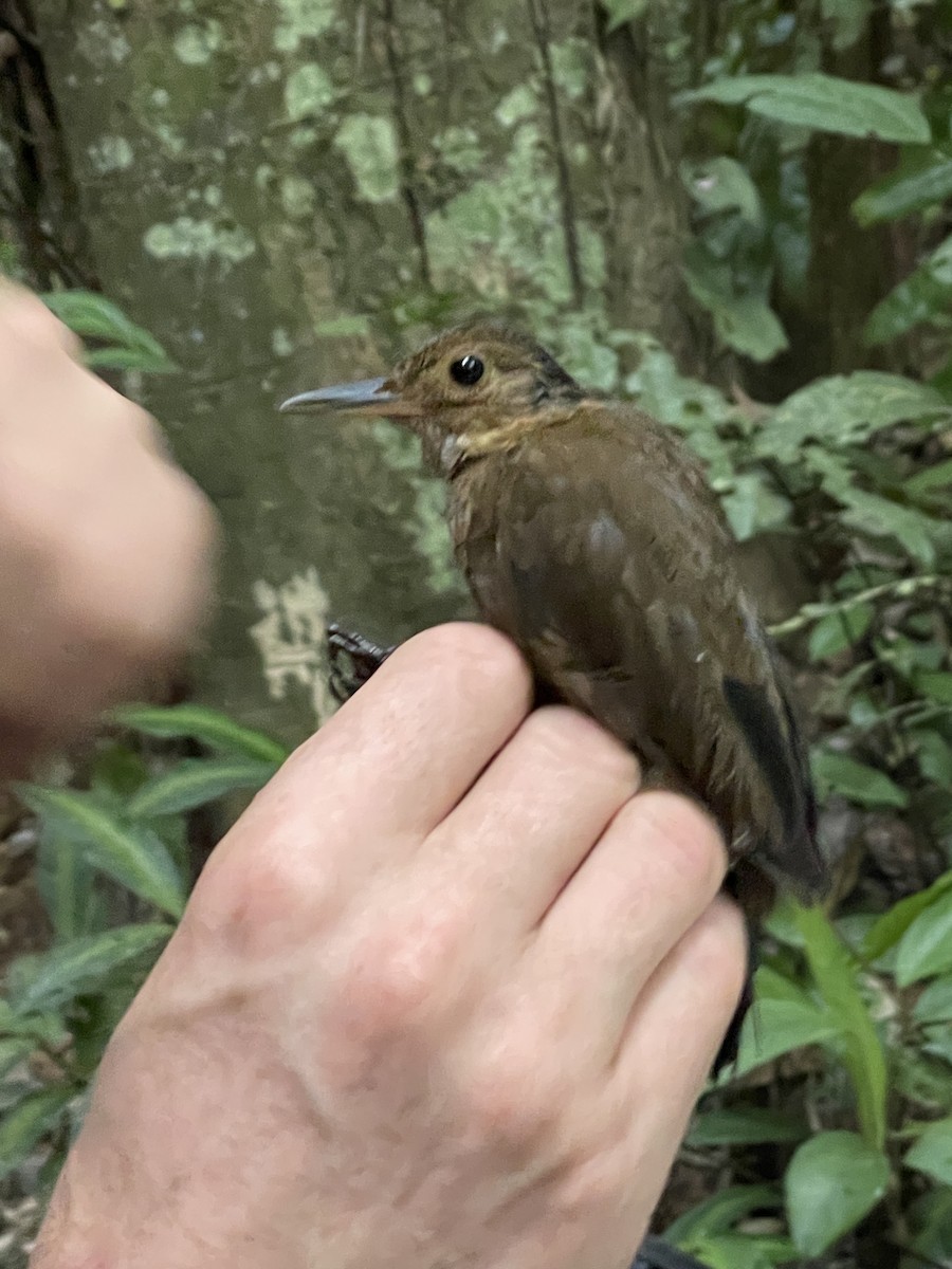 Black-tailed Leaftosser - ML621814342