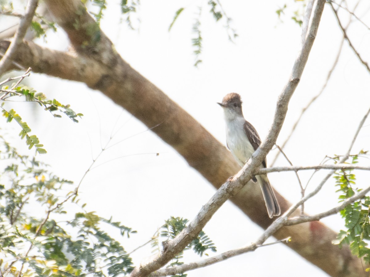 La Sagra's Flycatcher - T I