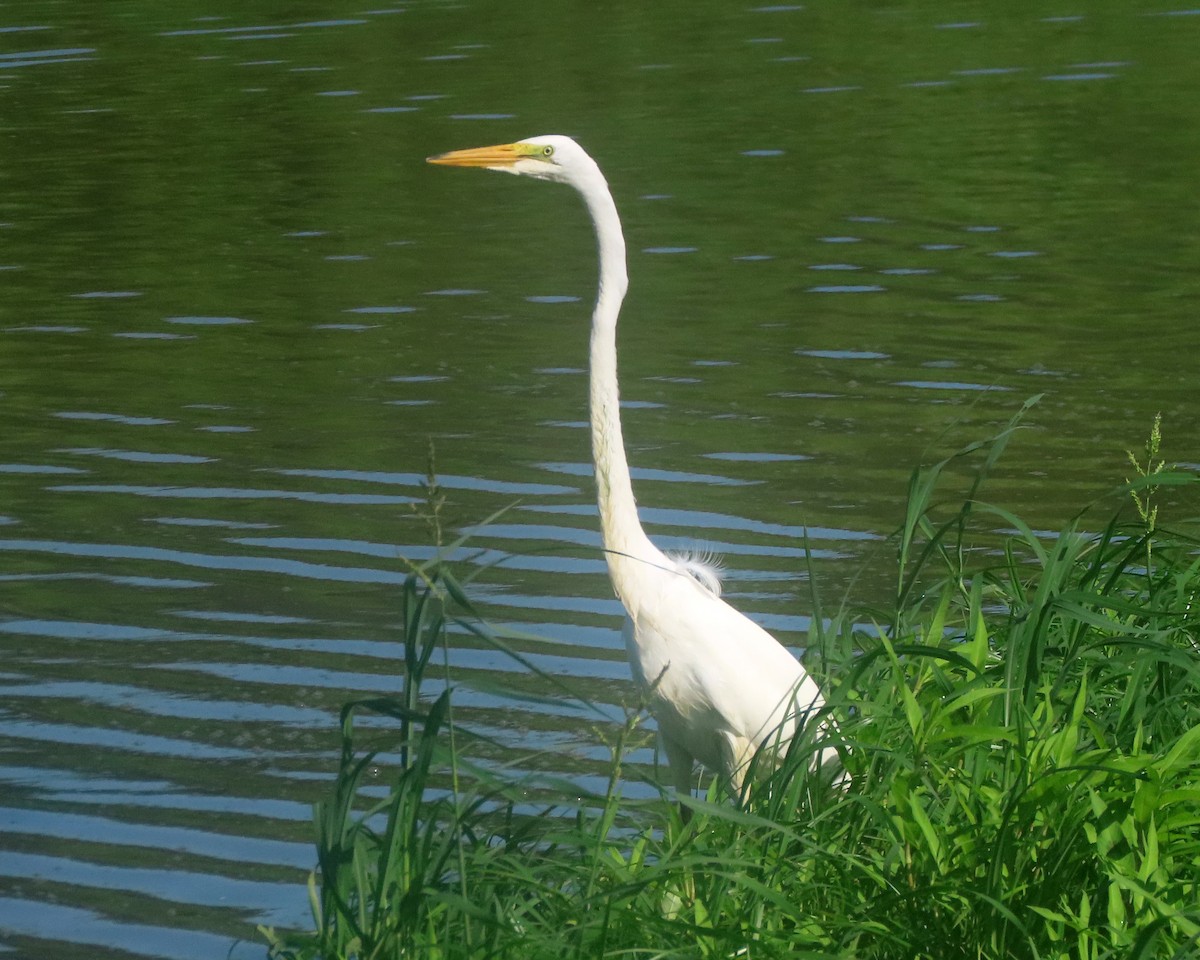 Great Egret - ML621814357