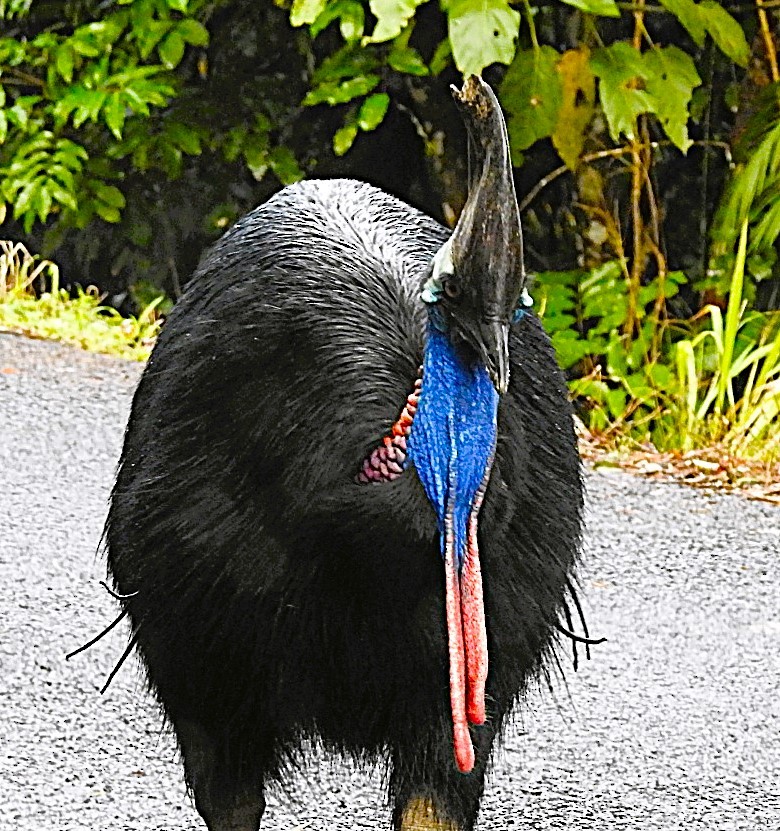 Southern Cassowary - Woody Wheeler