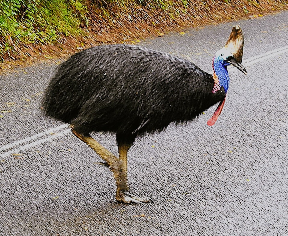 Southern Cassowary - ML621814365