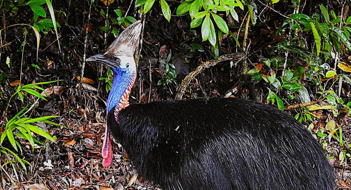 Southern Cassowary - ML621814366