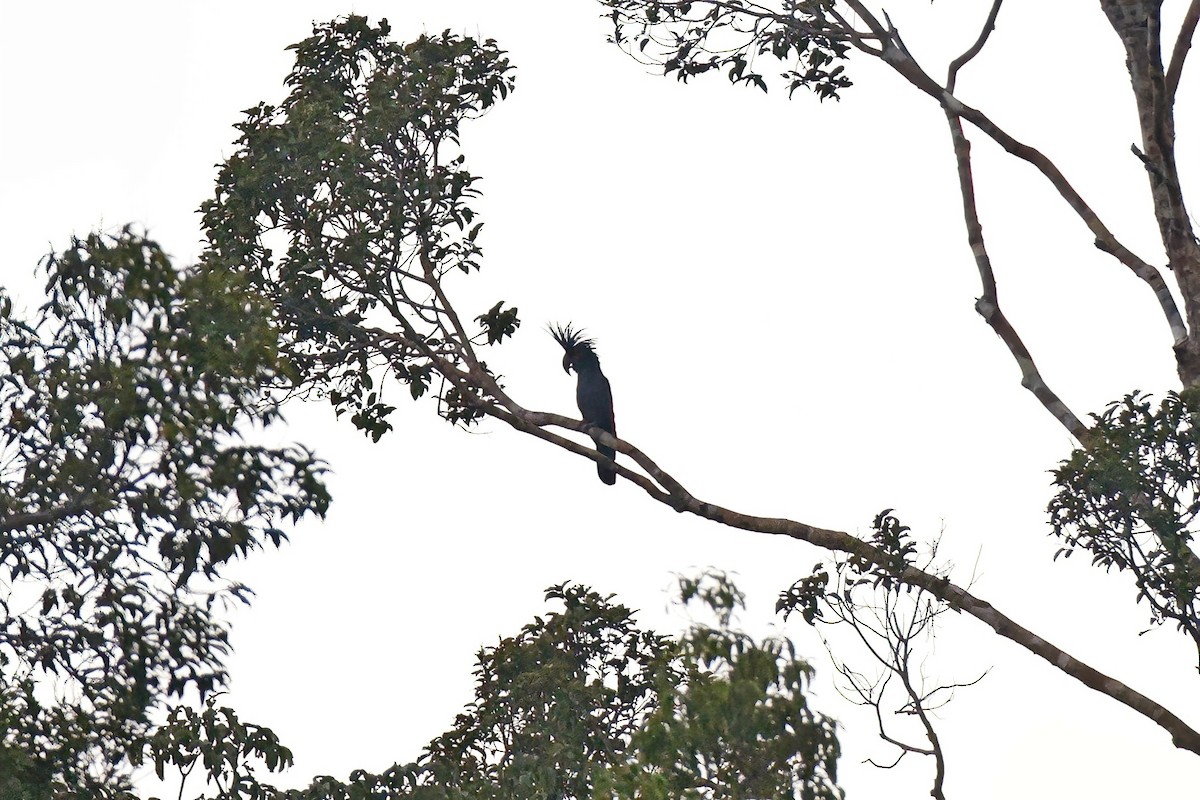 Palm Cockatoo - ML621814374