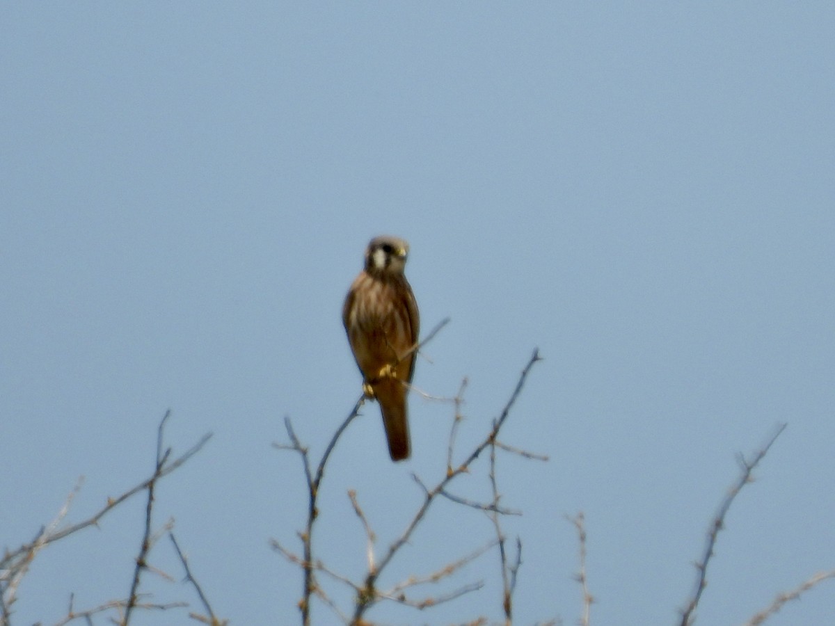 American Kestrel - ML621814375