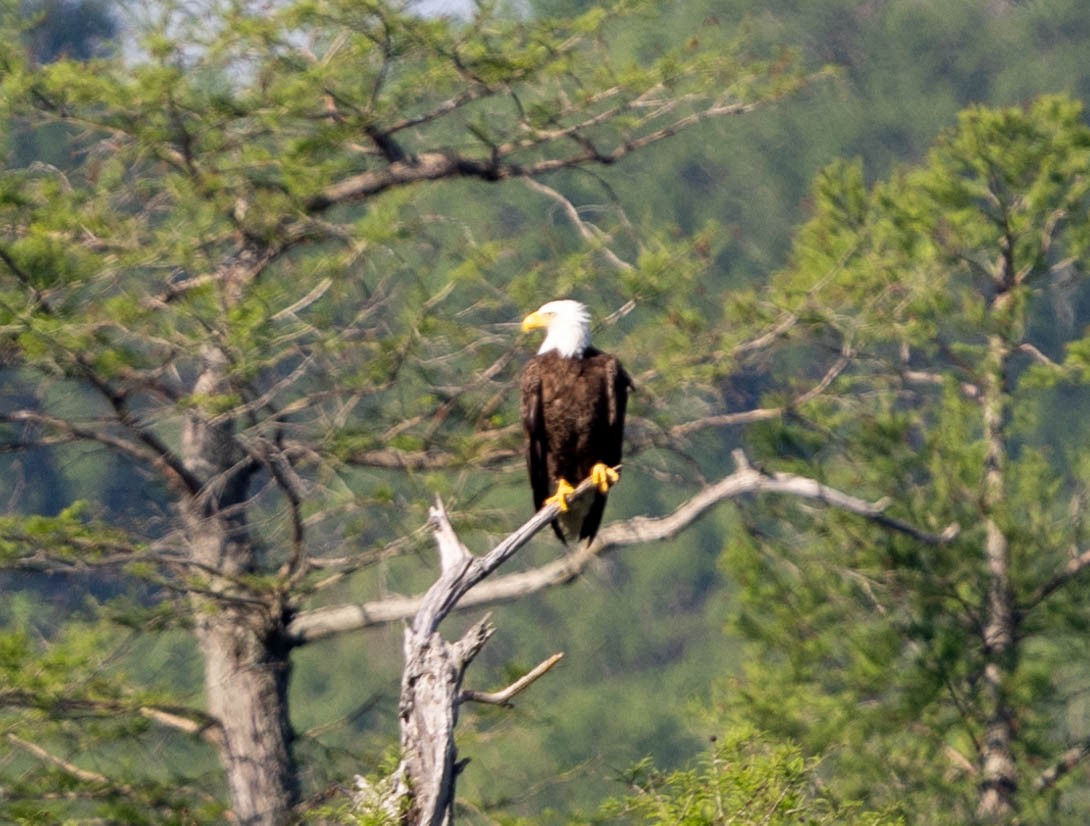 Bald Eagle - ML621814378